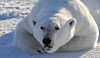 Chemical pollution is causing brain damage in polar bears