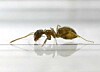 Ants care for their sick to avoid epidemics