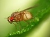 Fruit fly urine helps scientists understand coeliac disease