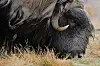 Buttock hair used to monitor Arctic musk ox