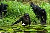 New evidence that early chimps and bonobos interbred