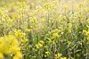 Best Homemade Mustard Oil Substitute 2023 AtOnce