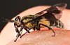 What use are biting horseflies?