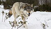 What kind of person supports illegal hunting of Norway’s wolves?