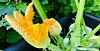 Here's how you can propagate your squash plant