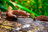 The secret lives of slugs Where do they hide and why do the come out