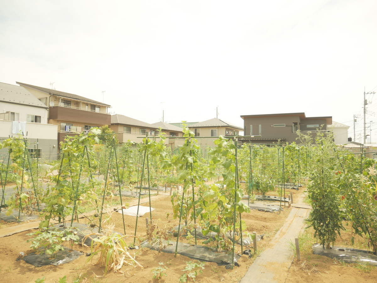 八潮駅サウスファーム(八潮市) 農業体験なら貸し農園（市民農園）のシェア畑
