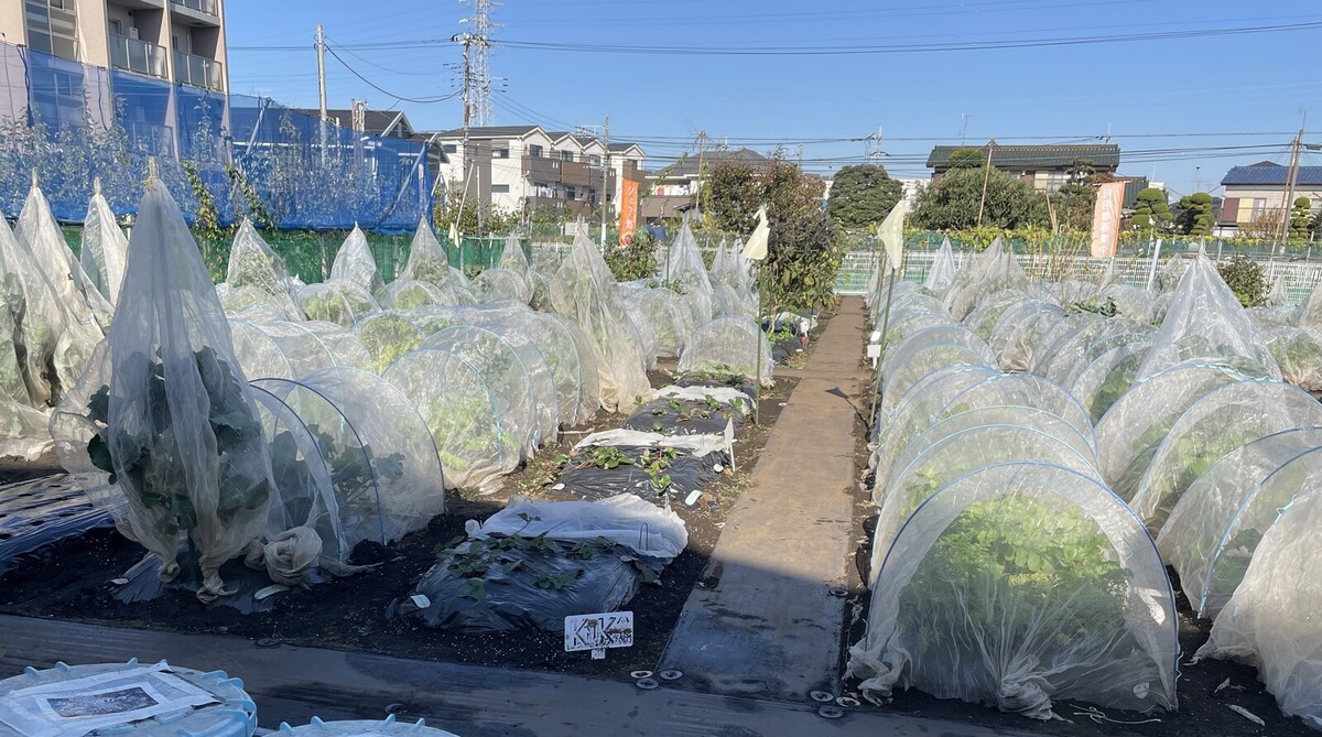 大阪で気軽に農業体験！市民農園やレンタル畑で始める野菜作り みんなのブログ 体験農園なら貸し農園（市民農園）のシェア畑