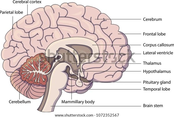 Schematic Vector Diagram Brain Labeled Parts Stock Vector (Royalty Free