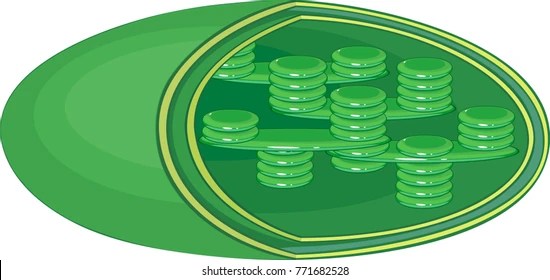 Chloroplast Images, Stock Photos & Vectors Shutterstock