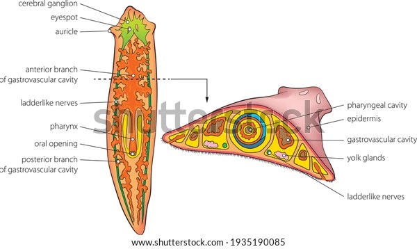 Vector Illustration Basic Internal Anatomy Planaria Stock Vector