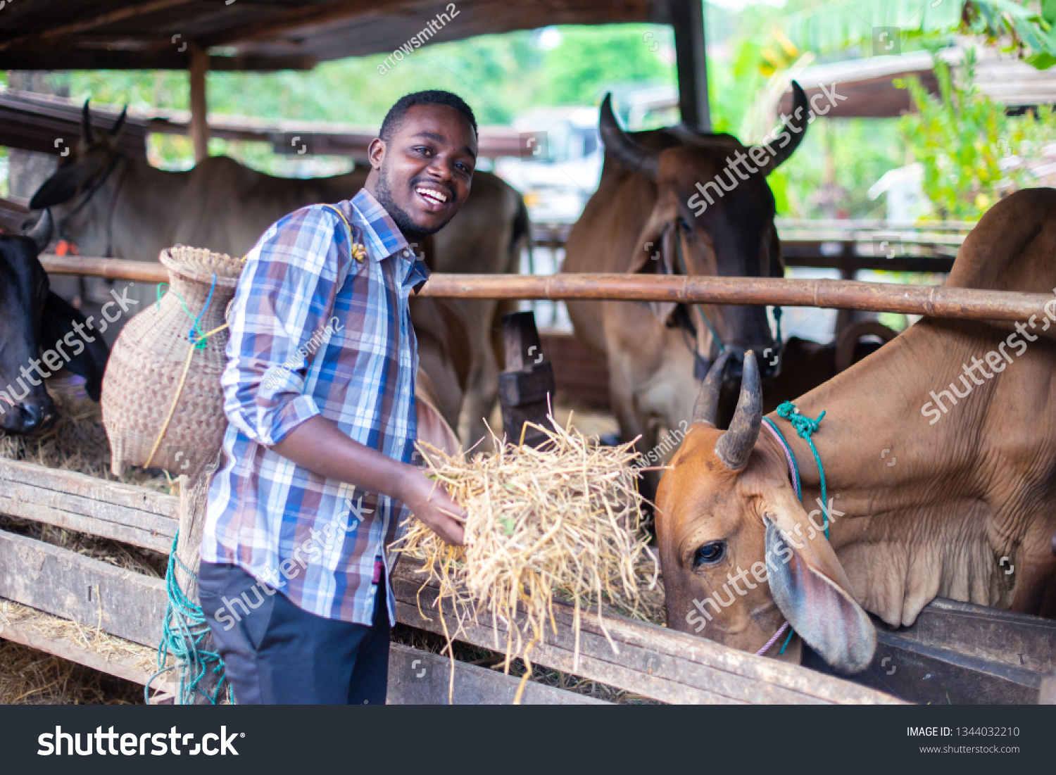 African Farmer giving dry feed to cows in stable Royalty Free Stock