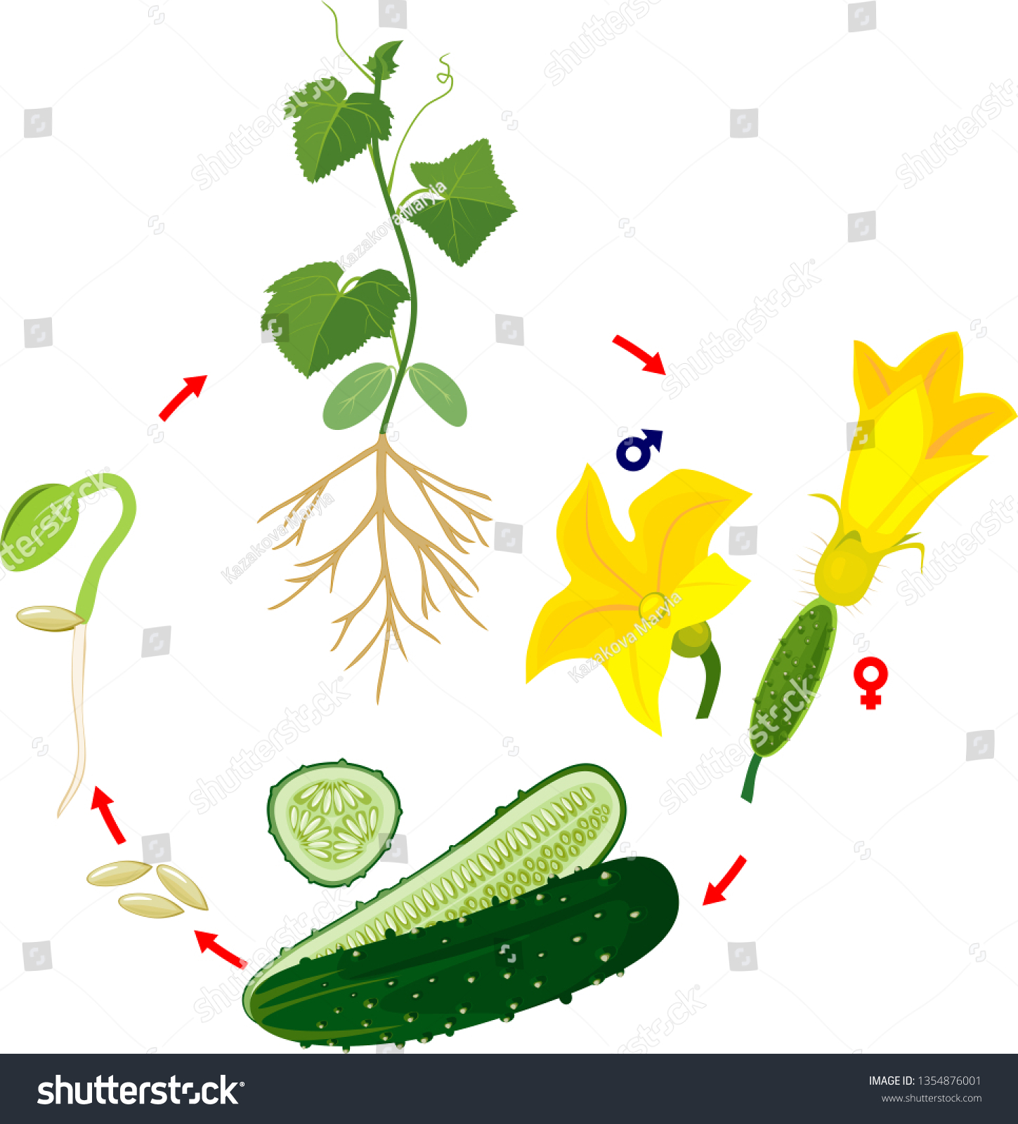 Life cycle of cucumber plant. Stages of growth Royalty Free Stock