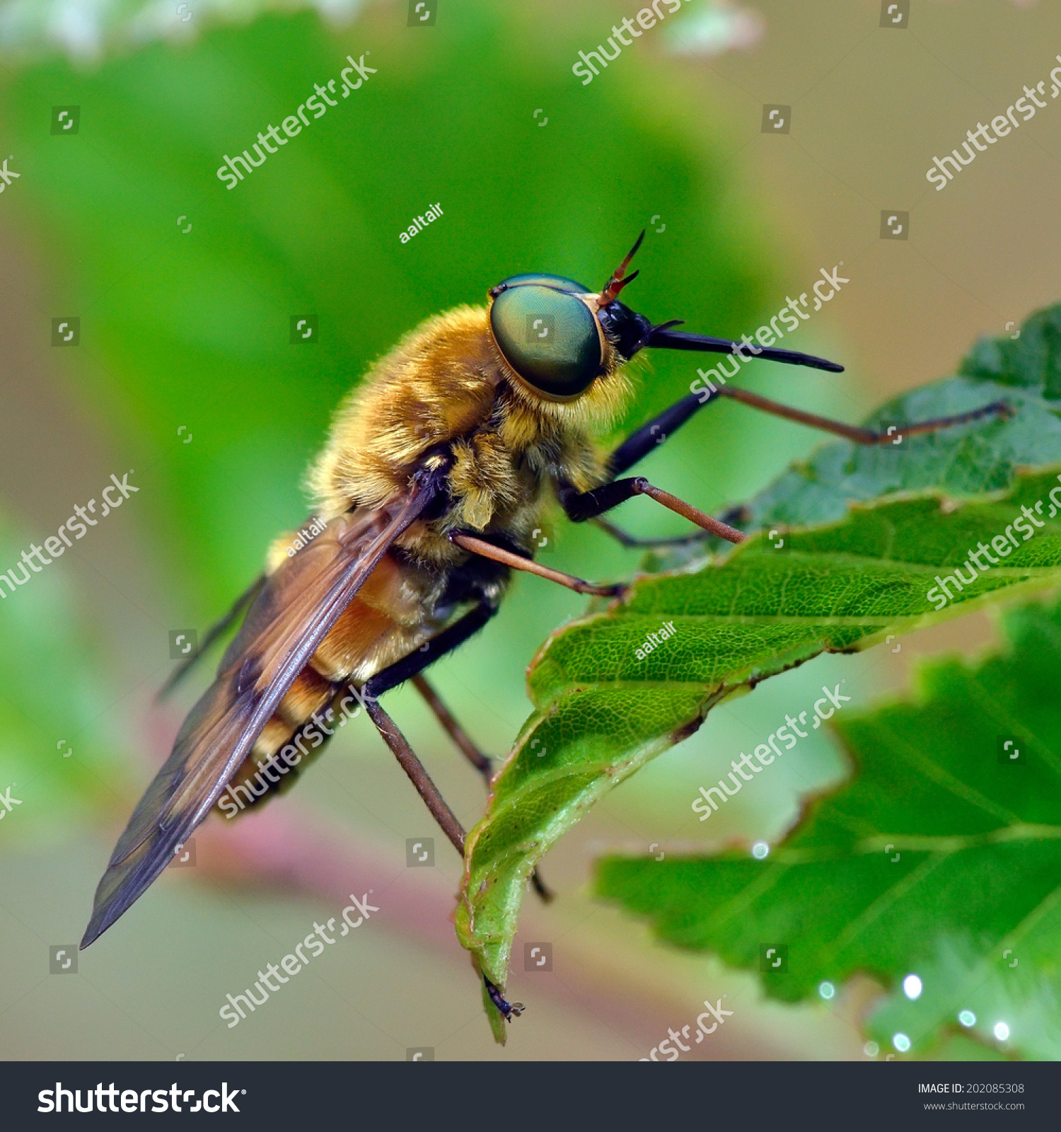 pale giant horsefly outdoor (tabanus bovinus) Royalty Free Stock