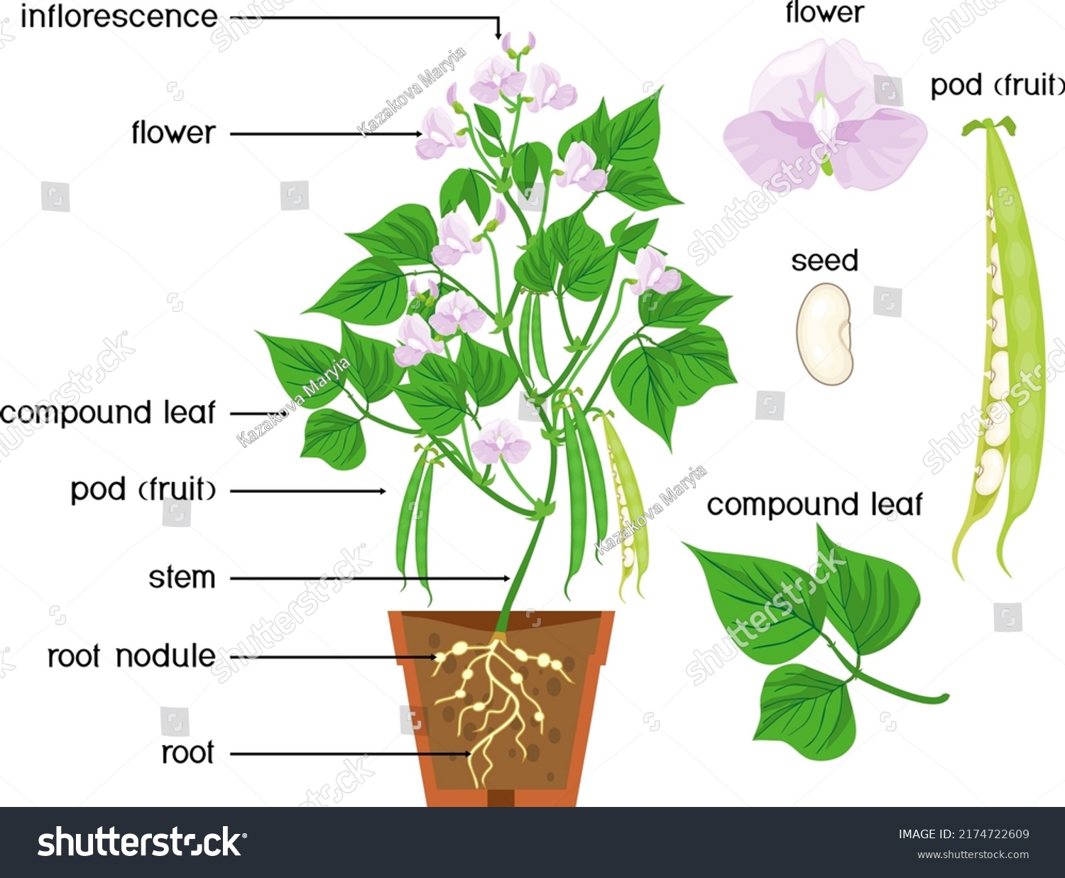 Parts of plant. Morphology of Bean plant with Royalty Free Stock