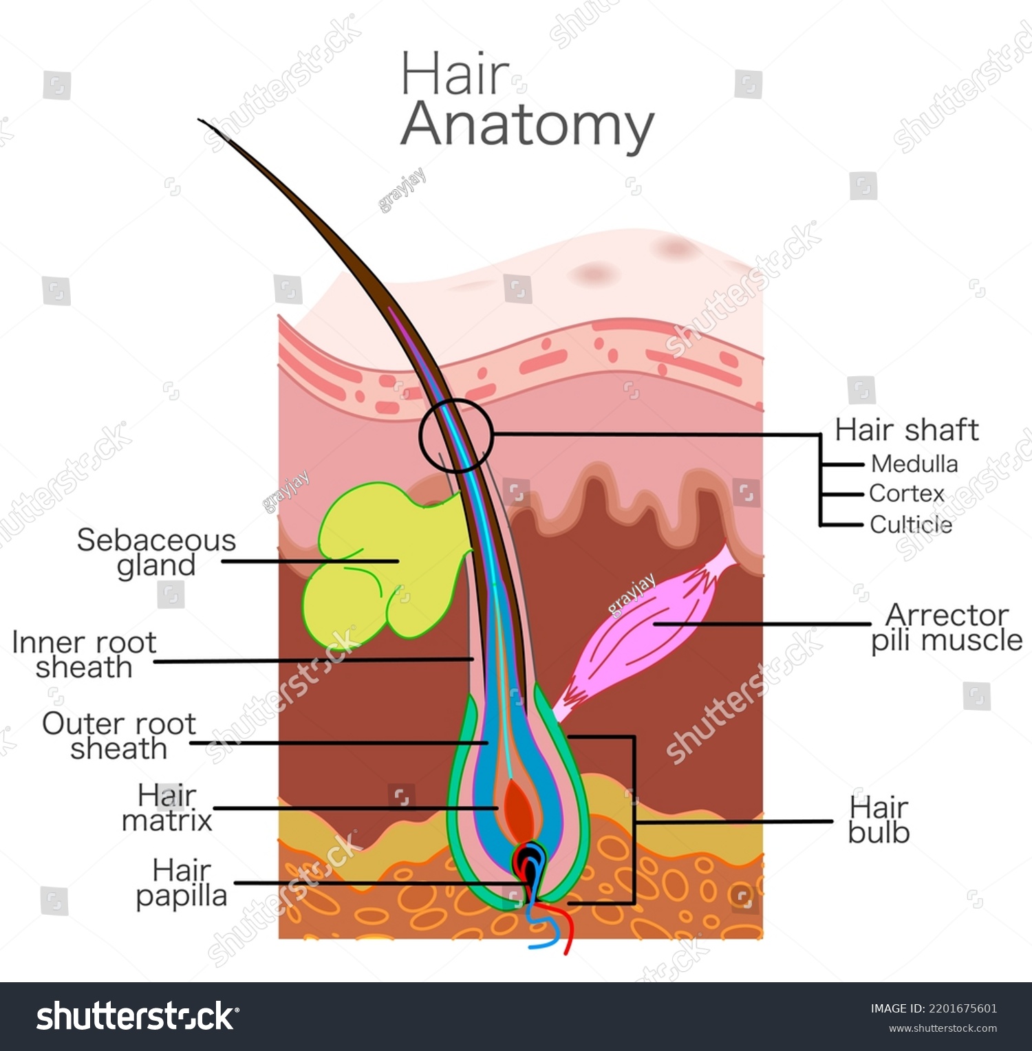 Hair structure, anatomy. Skin part diagram. - Royalty Free Stock Vector