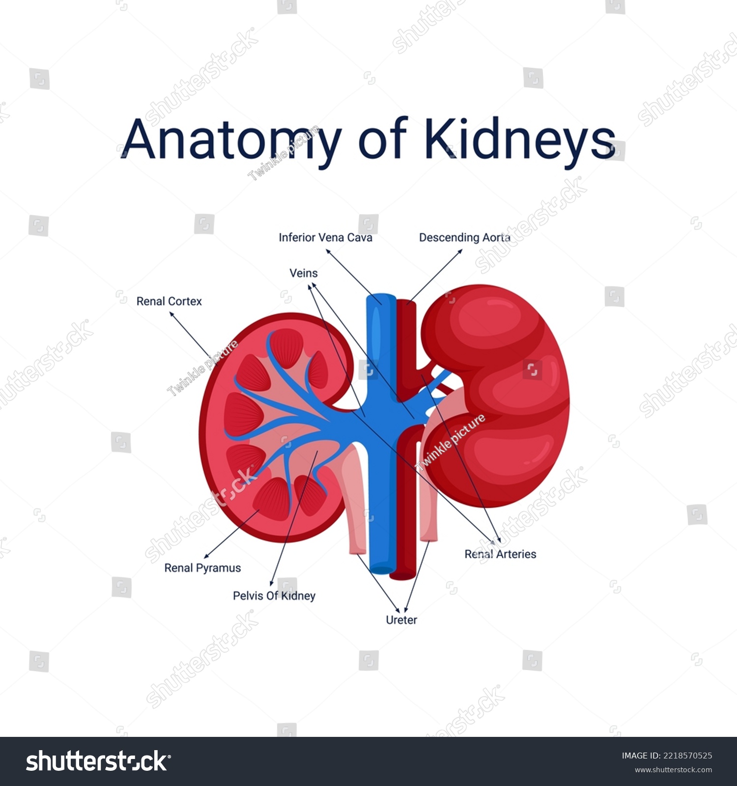 Human kidney anatomy diagram vector illustration Royalty Free Stock
