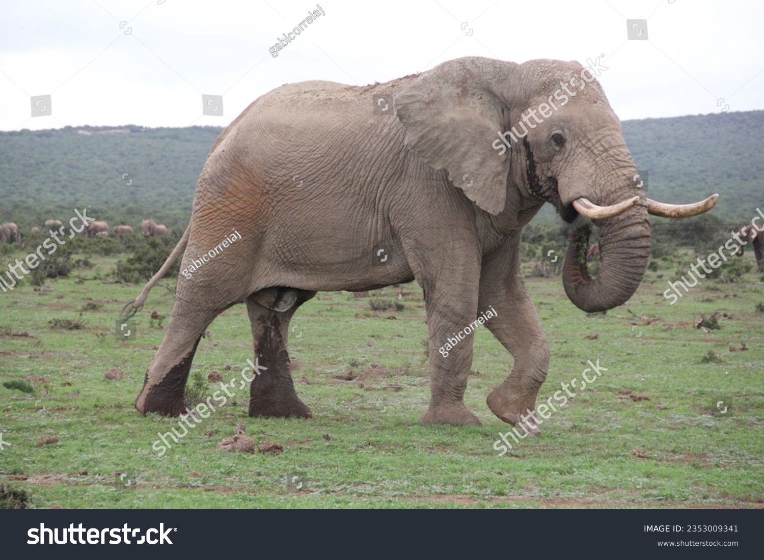 SAFARI, SOUTH AFRICA, BIG FIVE ANIMALS Royalty Free Stock Photo