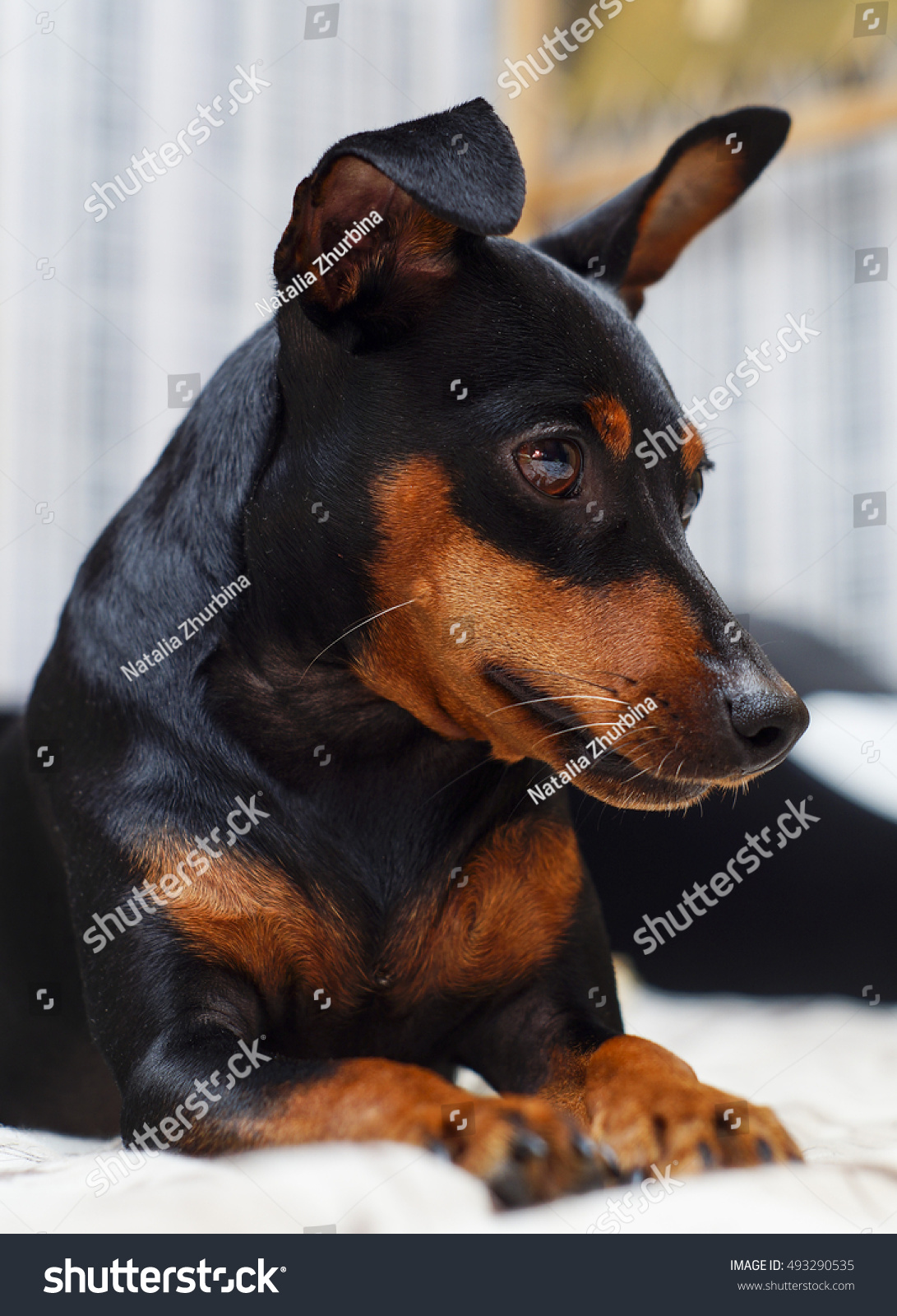 Small Dog Breeds Big Ears