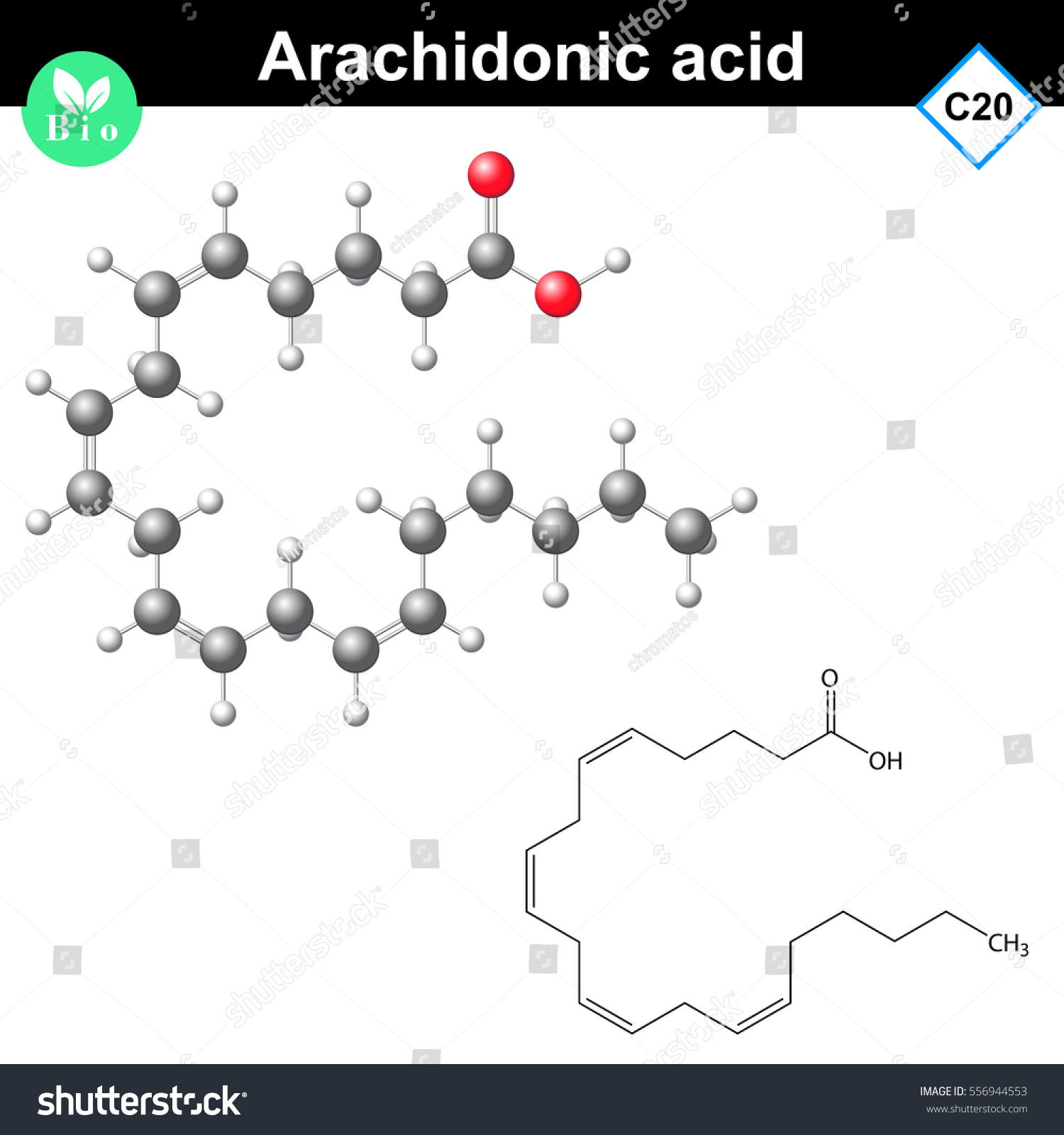 Arachidonic unsaturated fatty acid molecule, cis Royalty Free Stock
