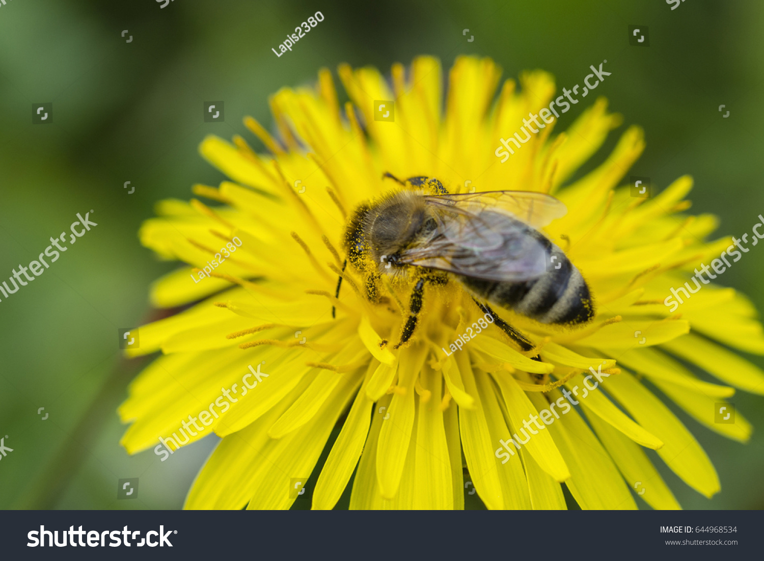 Open flower of dandelions and bee. Royalty Free Stock Photo 644968534