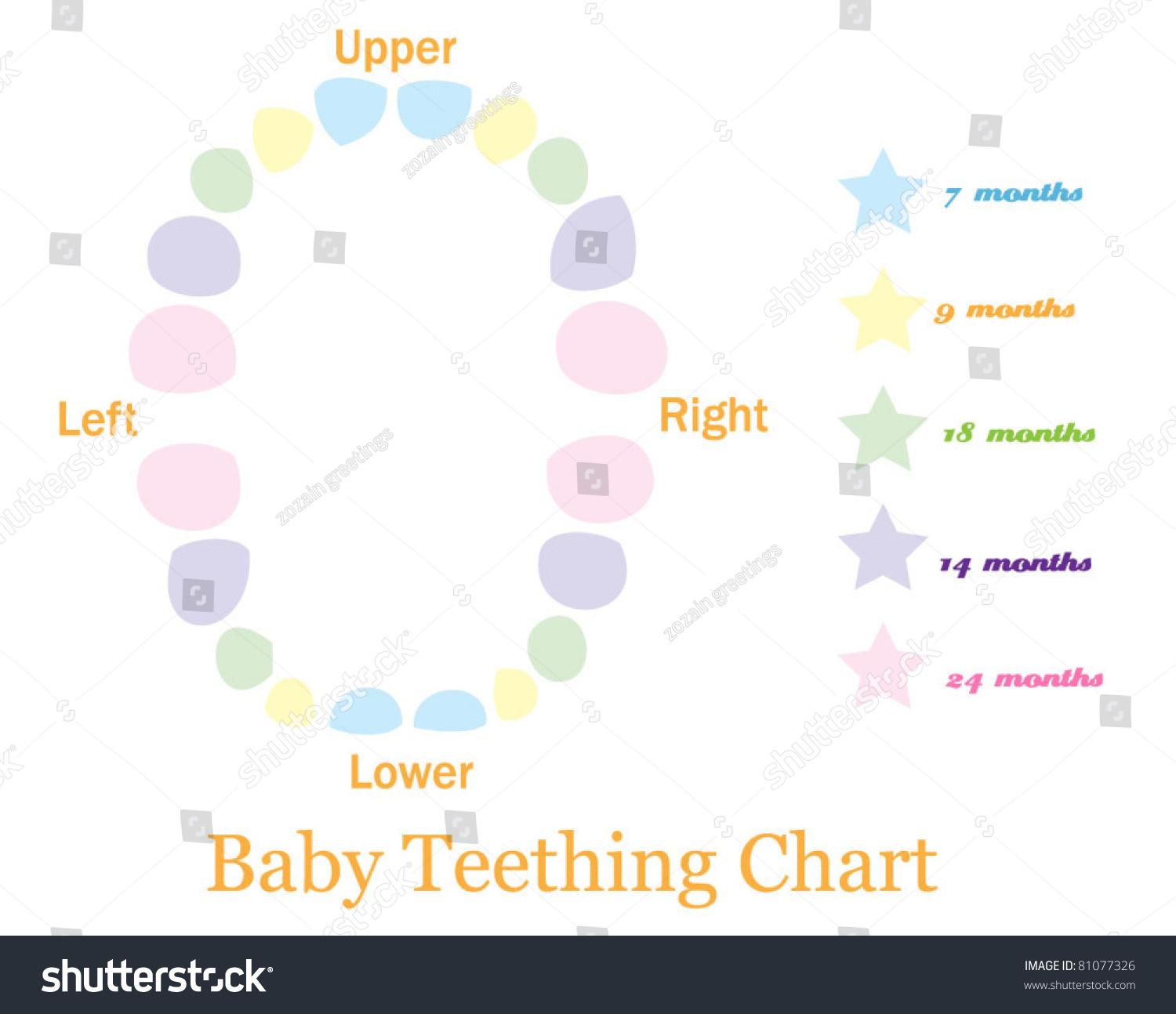 baby teething chart Royalty Free Stock Vector 81077326
