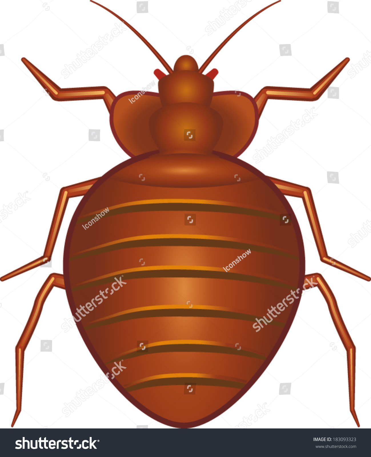 Bed Bug Stock Vector 183093323 Shutterstock