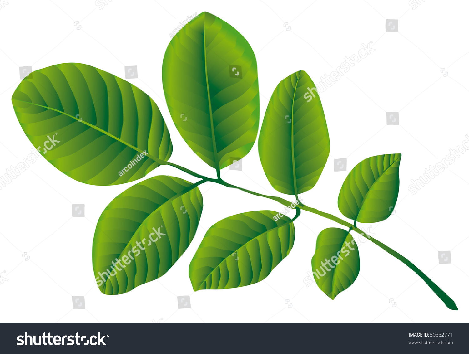 Walnut Leaf Stock Vector 50332771 Shutterstock