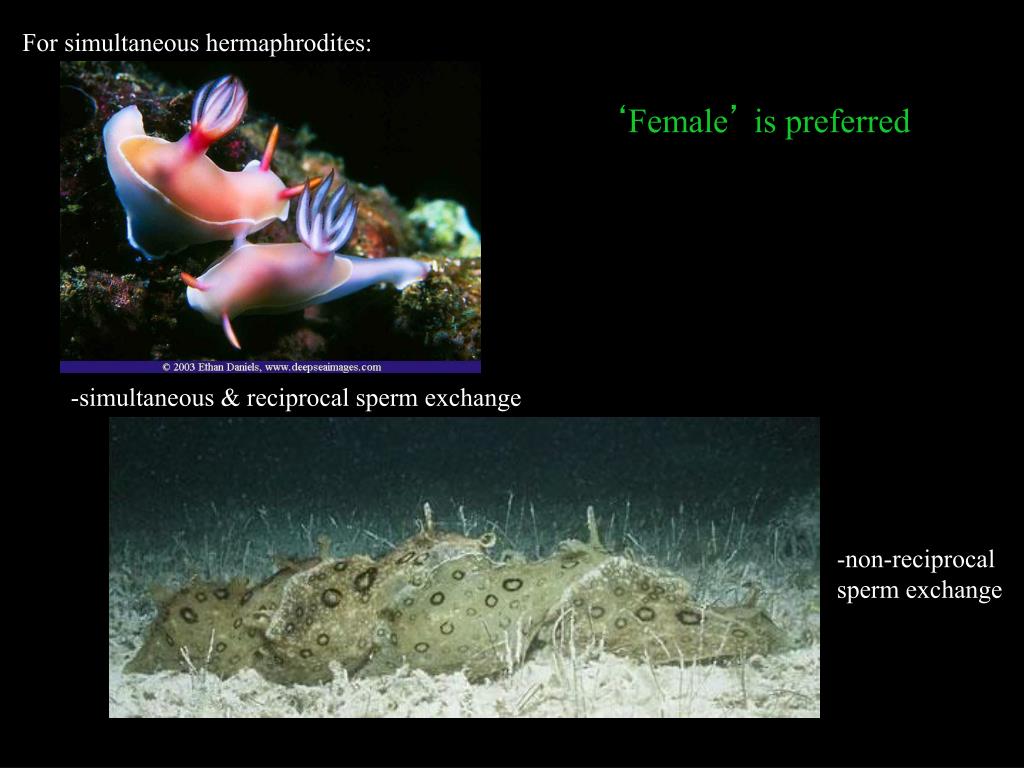 PPT ALTERNATE MATING PATTERNS HERMAPHRODITISM PowerPoint