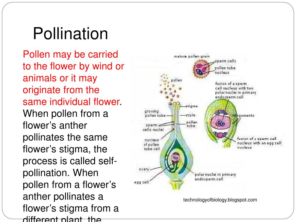 PPT Evolution of Australian Biota Topic 9 Reproductive Adaptations