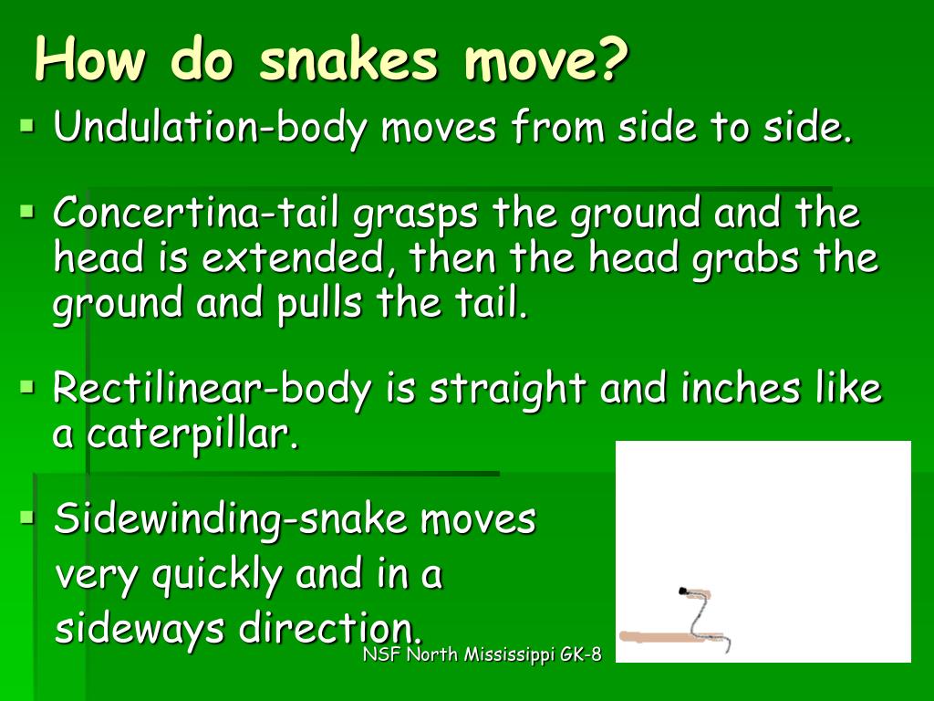 PPT Simply Snakes PowerPoint Presentation, free download ID1001706