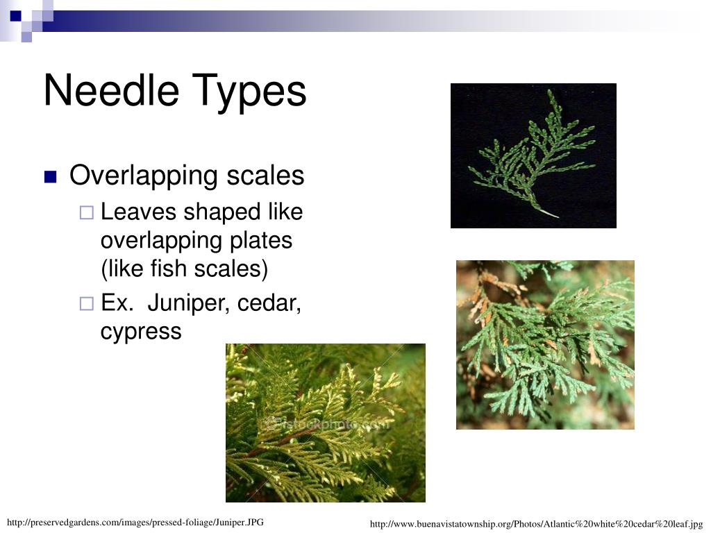 PPT Leaf Identification Topic 2014A and 2014 D Amanda Trutsch