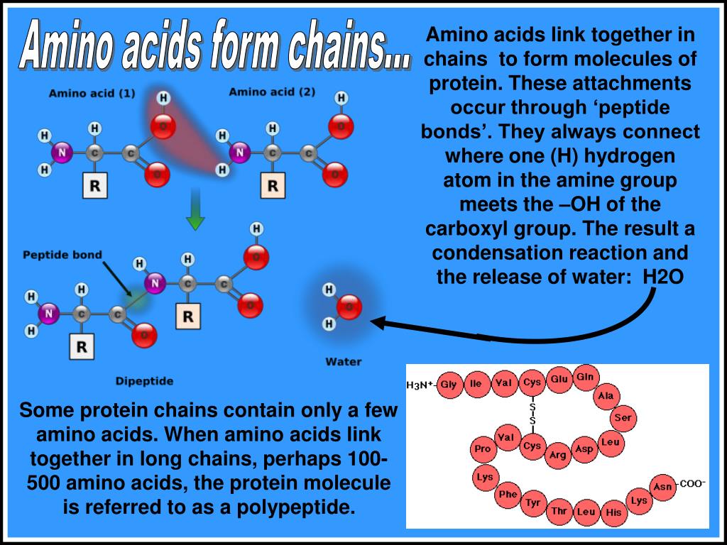 PPT PROTEIN PowerPoint Presentation, free download ID1002839