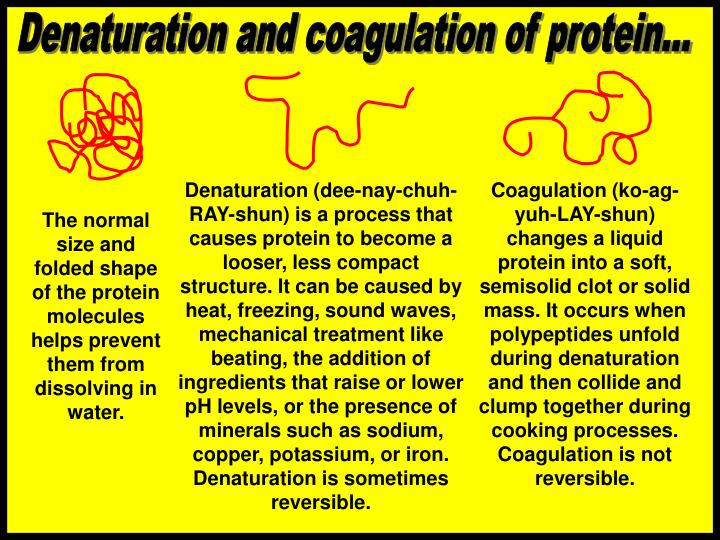 PPT PROTEIN PowerPoint Presentation ID1002839