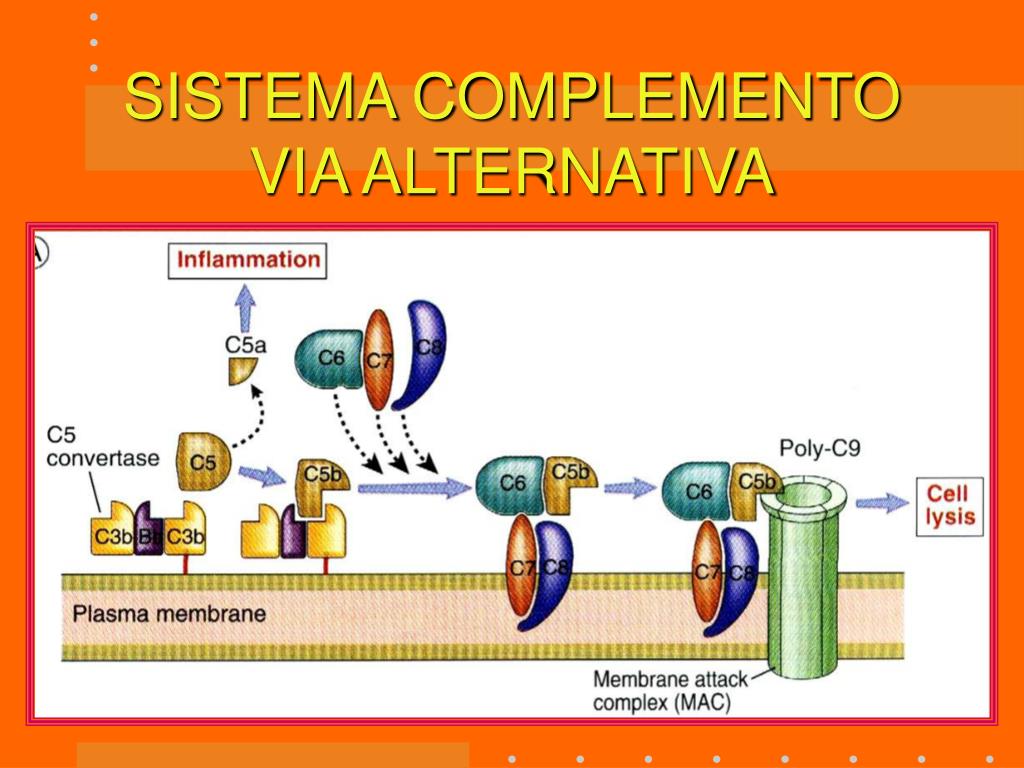 PPT SISTEMA COMPLEMENTO PowerPoint Presentation, free download ID