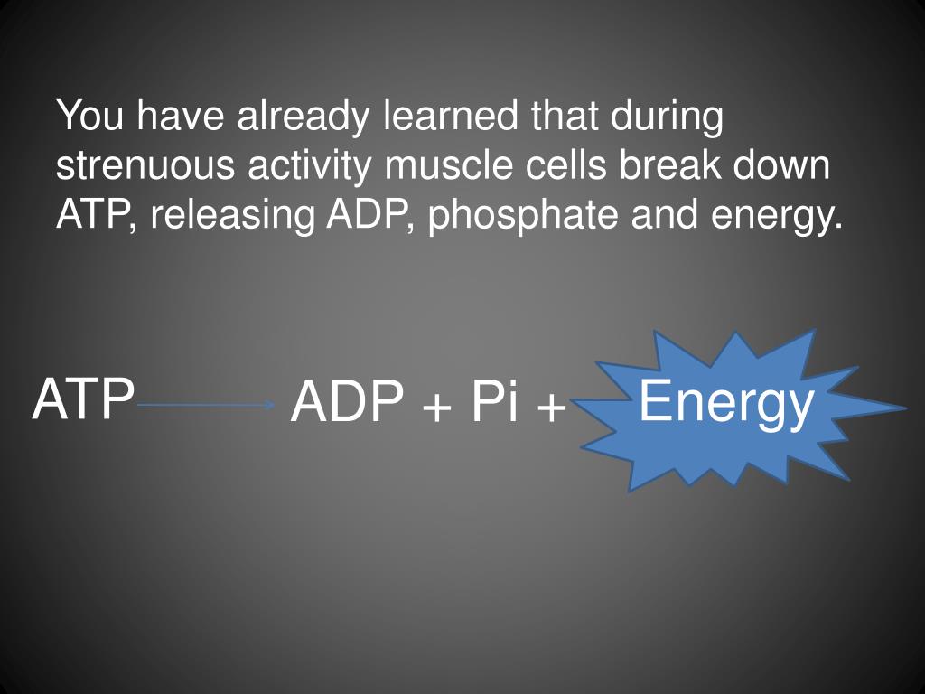 PPT - The Creatine Phosphate System PowerPoint Presentation, free