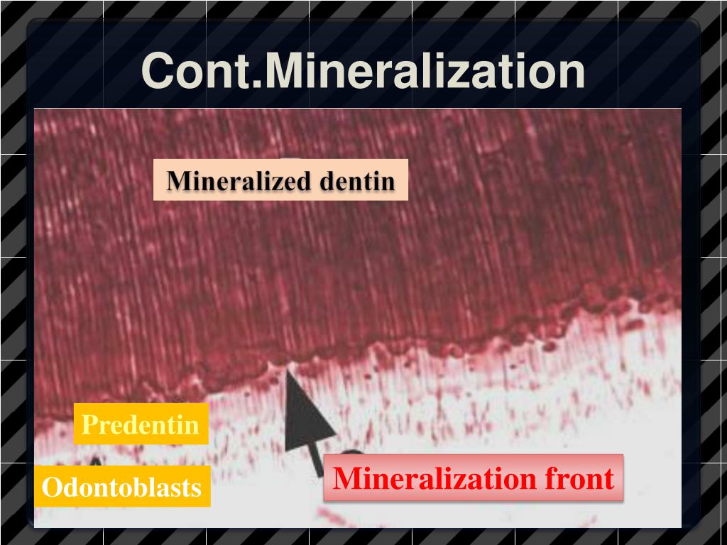 PPT Structure and Functions of the DentinPulp Complex PowerPoint