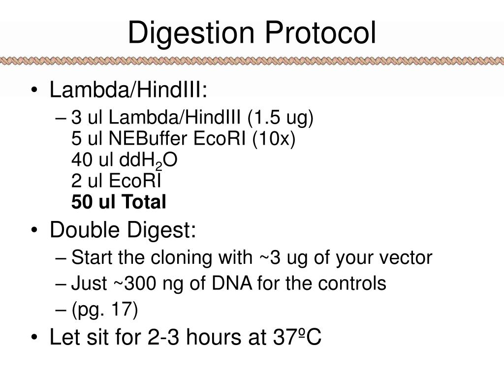PPT DNA Science Day 1 Amplifying and Cutting PowerPoint Presentation