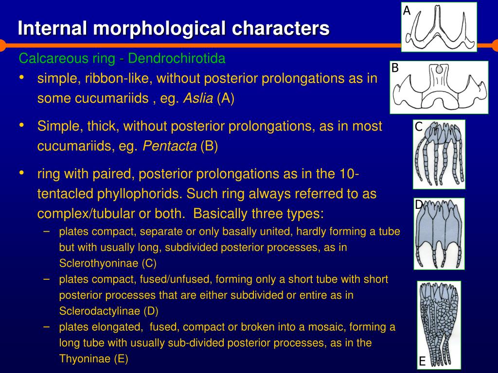 PPT Morphological characters and their states Holothuroidea