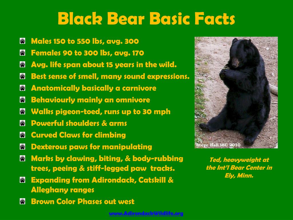 PPT Understanding Black Bears Steve Hall Adirondack Wildlife Refuge