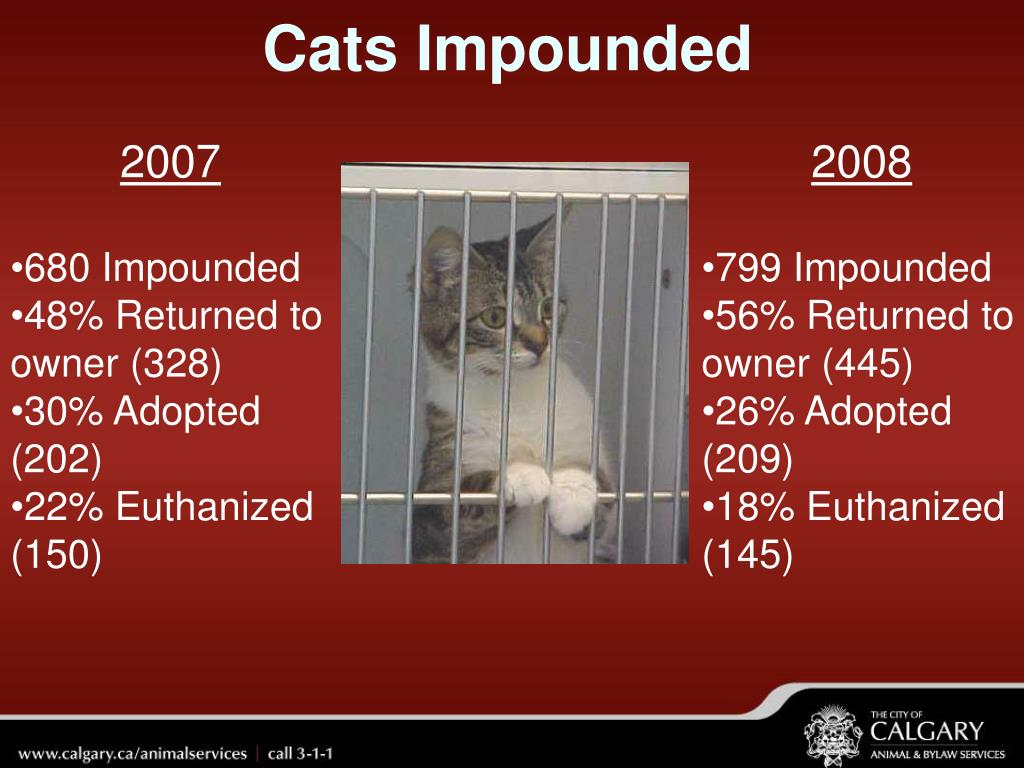 PPT The City of Calgary Animal & Bylaw Services PowerPoint