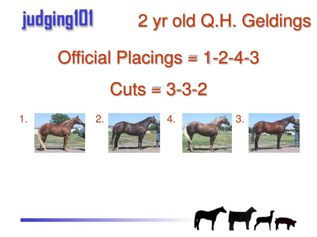 PPT Practice Judging Halter PowerPoint Presentation, free download