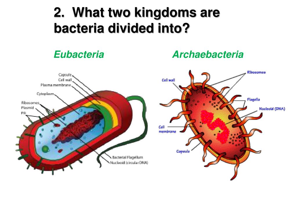 PPT Bacteria PowerPoint Presentation, free download ID1033087