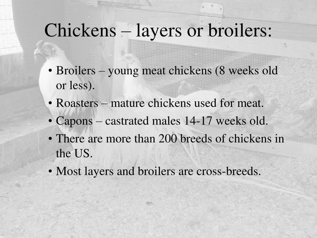 PPT Breeders, Layers and Hatching Egg Production PowerPoint