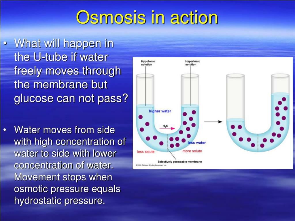 PPT The Plasma Membrane Biology 11 Version II E. McIntyre PowerPoint