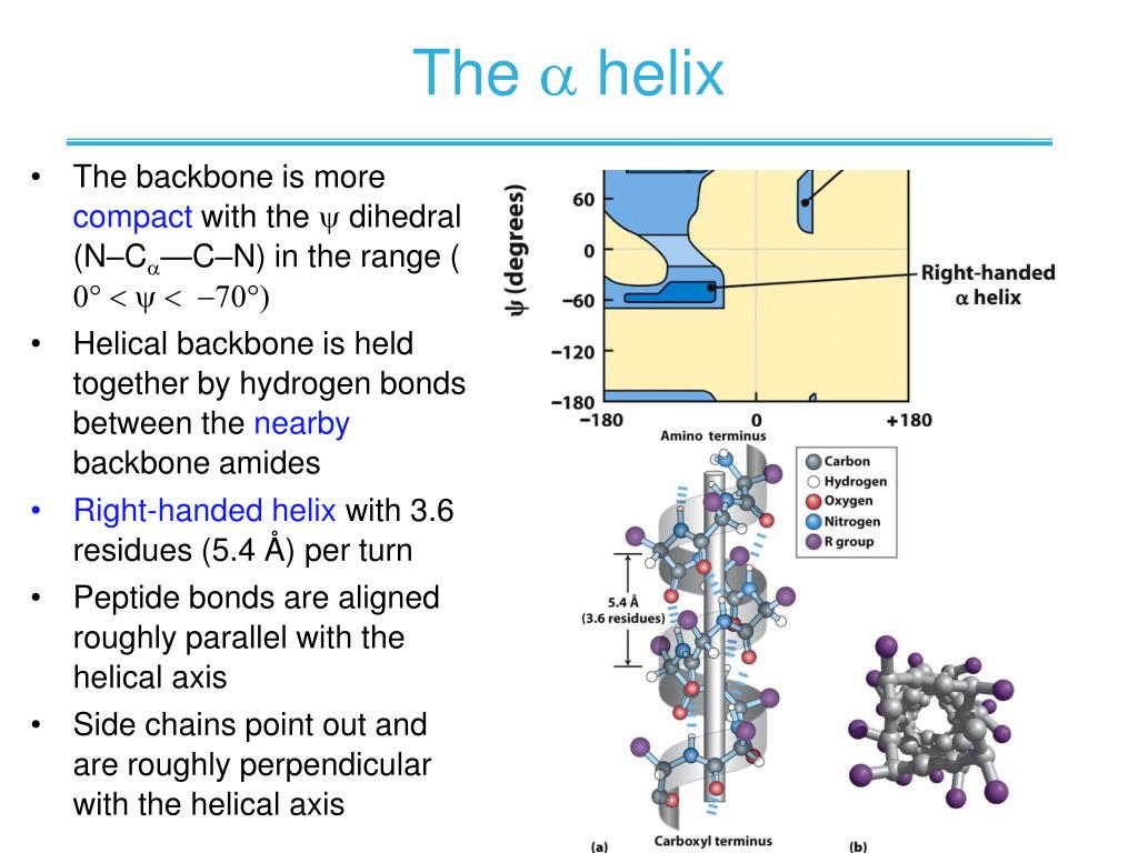 PPT CHAPTER 4 Proteins Structure, Function, Folding PowerPoint