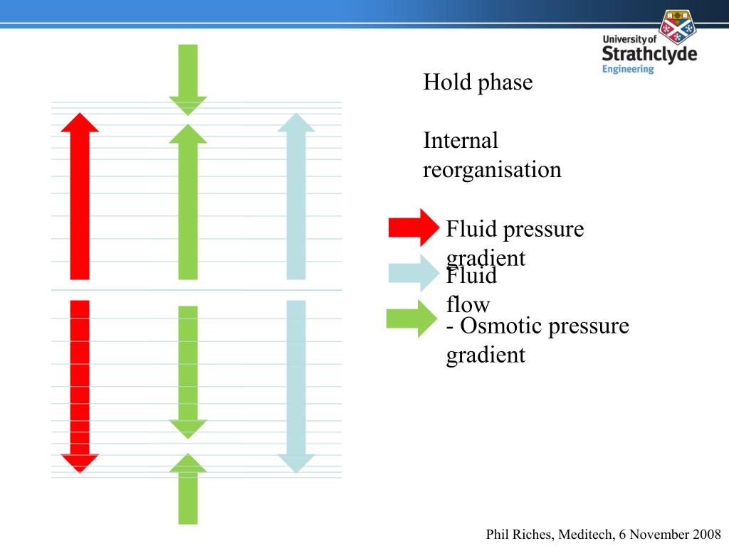PPT Direct and indirect measures of the permeability of the nucleus