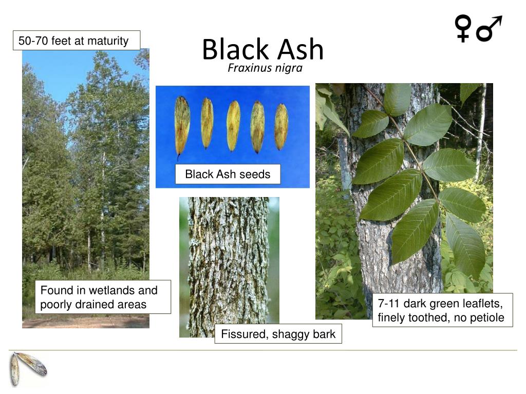 PPT The National Ash Seed Collection Initiative PowerPoint