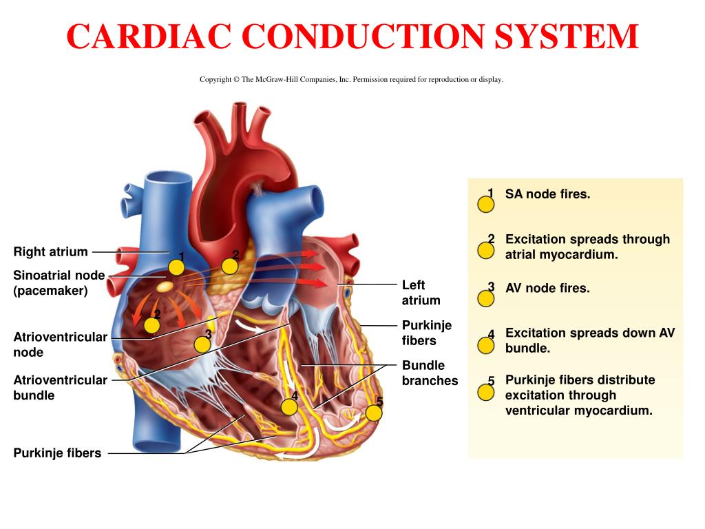 PPT BLOOD PowerPoint Presentation, free download ID1052092