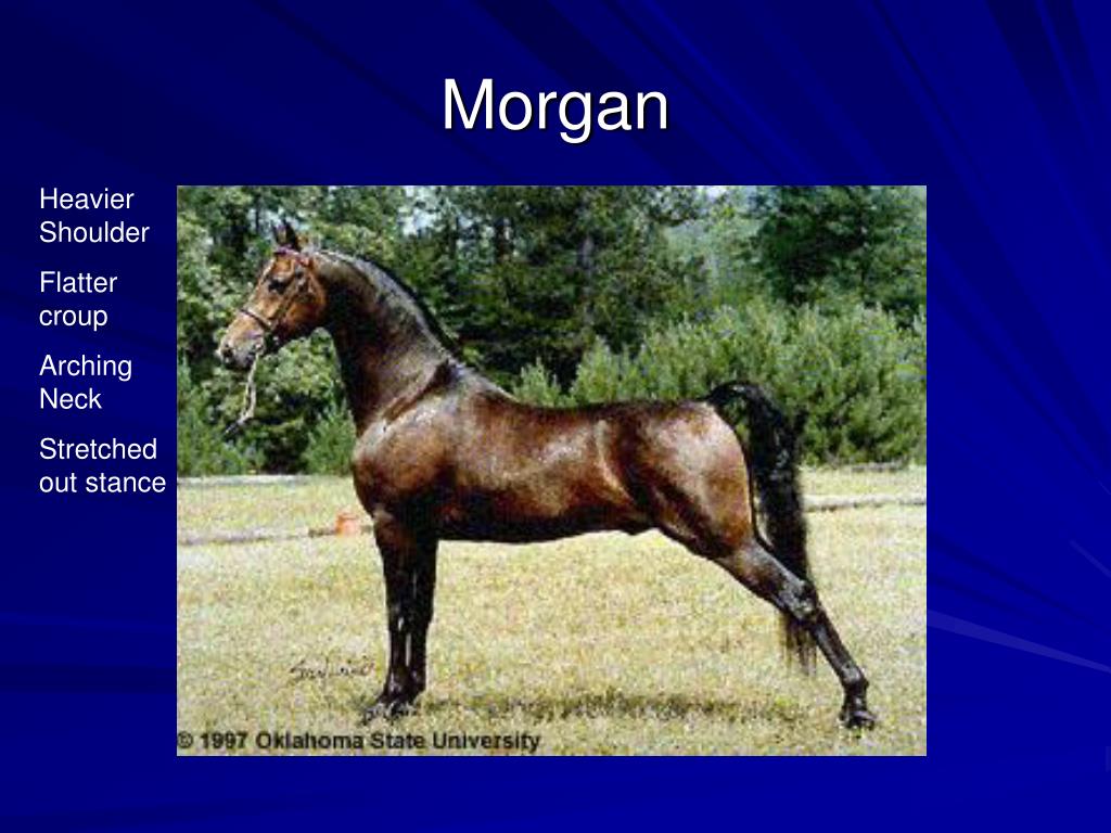 PPT Horse Judging Evaluating Halter Horses PowerPoint Presentation